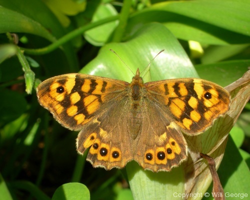 Butterflies - Photo 1