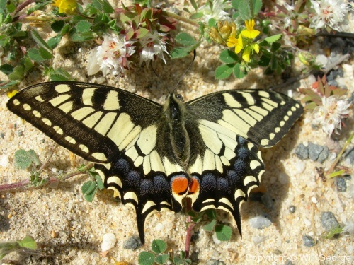 Butterflies - Photo 2