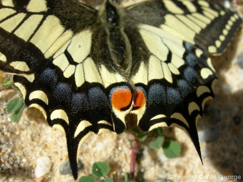 Butterflies - Photo 3