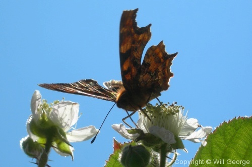 Butterflies - Photo 7