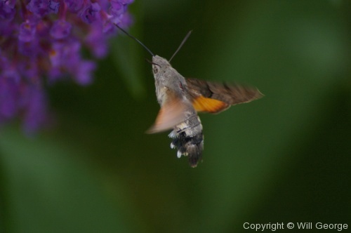Butterflies - Photo 10