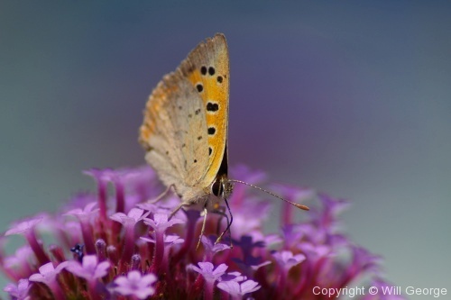 Butterflies - Photo 15