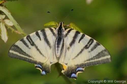 Butterflies - Photo 19