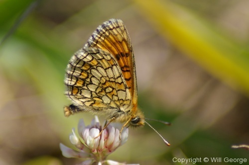 Butterflies - Photo 21